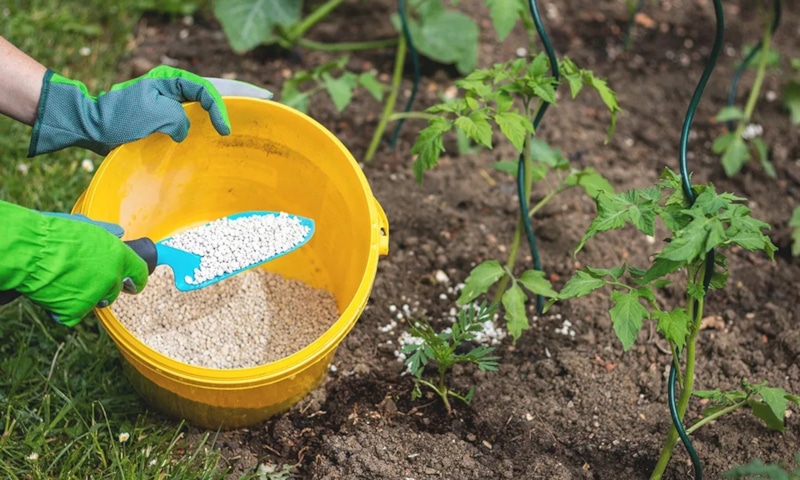 Испорченные удобрения: скрытая угроза саду