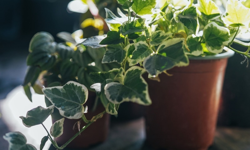 Растения против сырости: зеленые фильтры дома