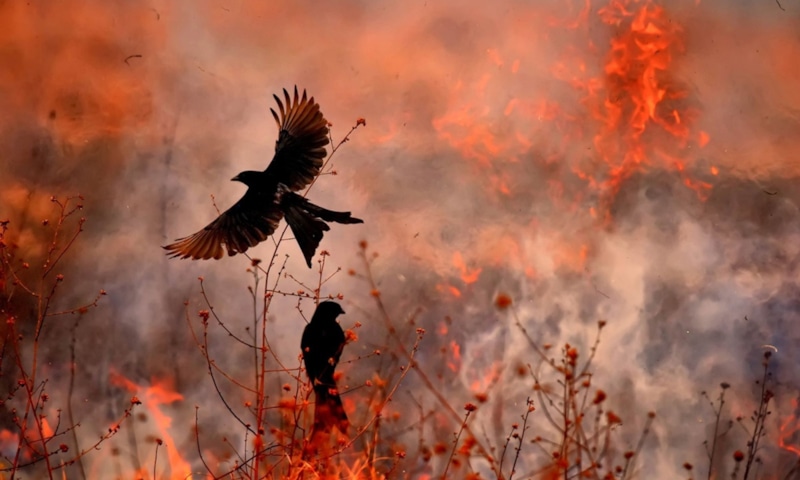 Птицы на пепелище: польза лесных пожаров