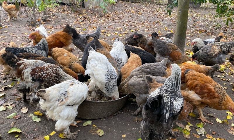 Зимнее кормление кур: секреты яйценоскости Зимнее кормление кур: секреты яйценоскости