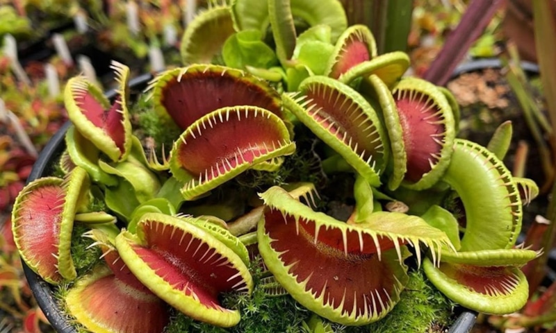 Хищные растения: охота на подоконнике