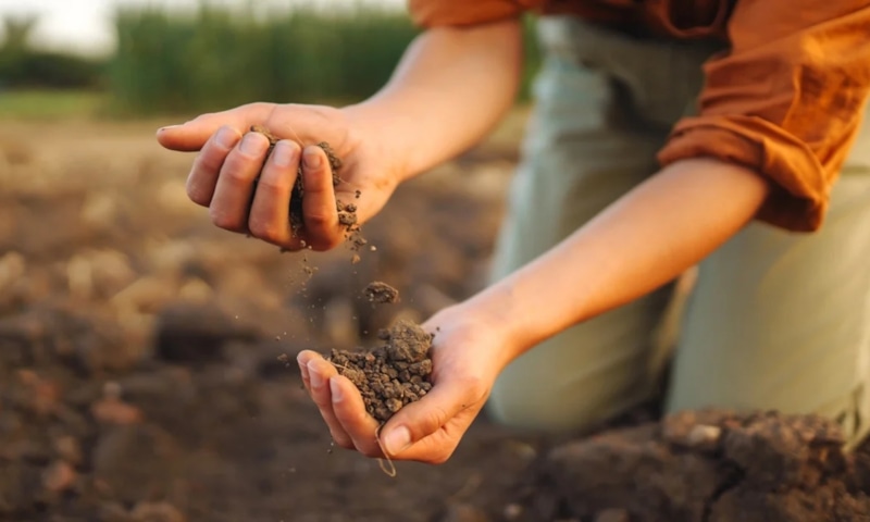 Оздоровление почвы: биопрепараты вместо химии