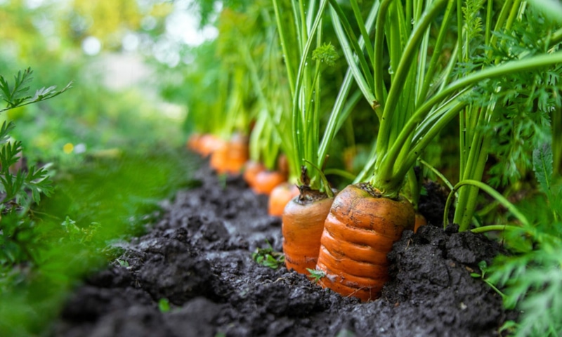 Горькая морковь: причины и решение Горькая морковь: причины и решение