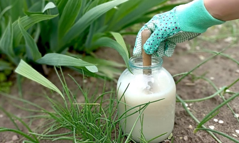 Дрожжевые подкормки: польза и мифы Дрожжевые подкормки: польза и мифы