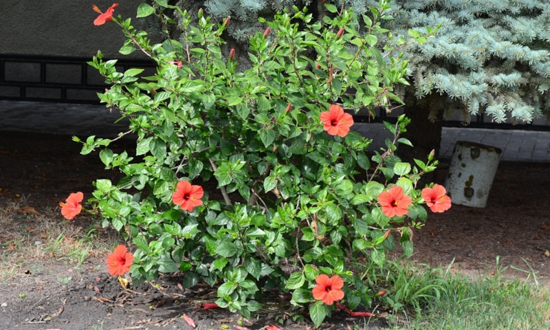 Гибискус зимой: уход и защита