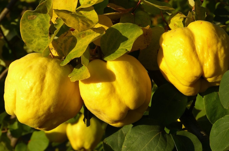 Айва на ветке: аромат фруктов