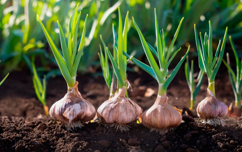 Проросший чеснок: как спасти урожай