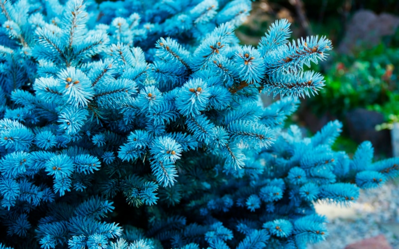 Голубая ель: красота и выносливость Голубая ель: красота и выносливость