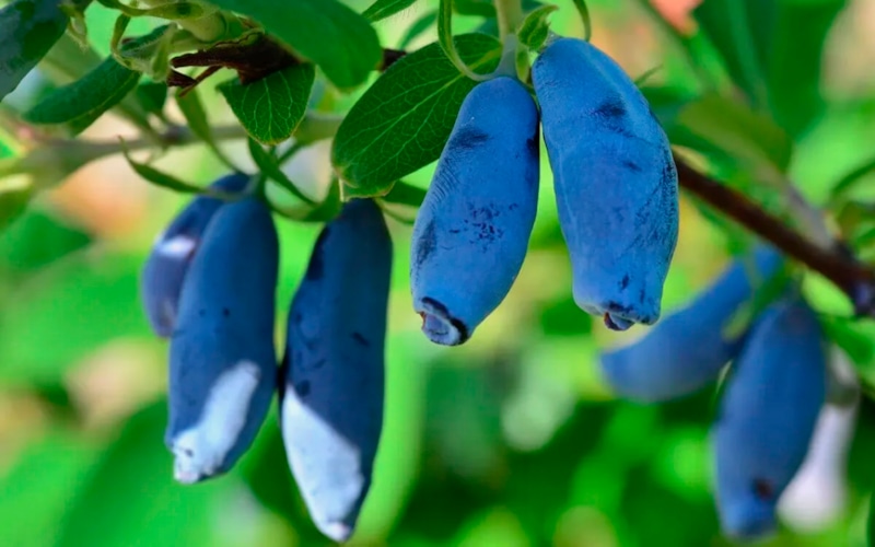 Осенняя посадка саженцев: правильный выбор культур