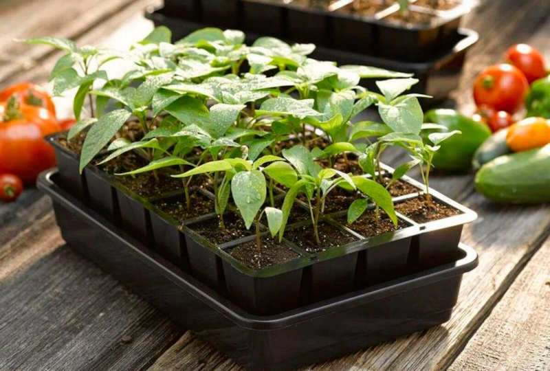 Выращивание рассады: ошибки и решения