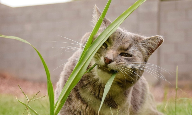 Почему кошки едят траву: научное объяснение