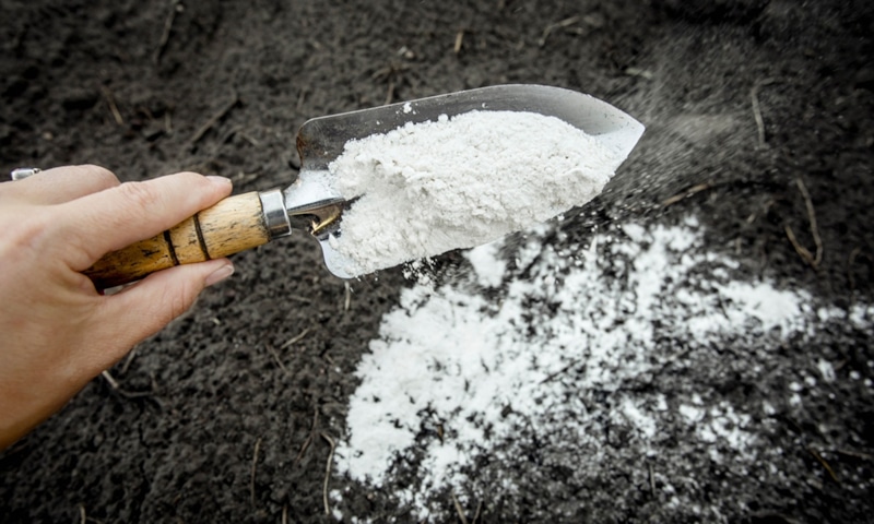 Доломитовая мука: питание для почвы