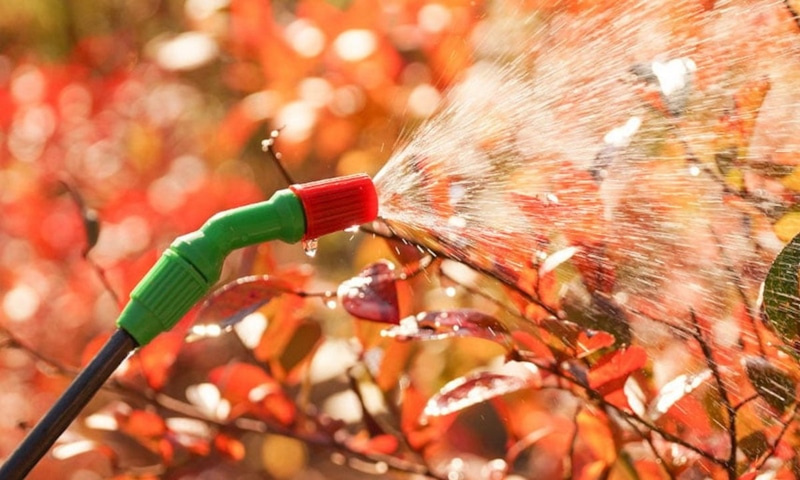 Карбамид в деле: защита сада осенью