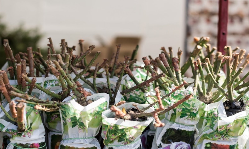 Розы без земли: как сохранить