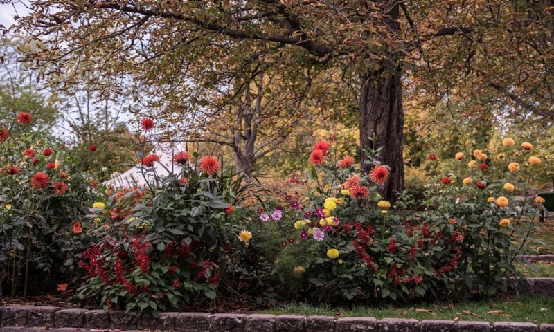 Осенний сад: цветы в октябре