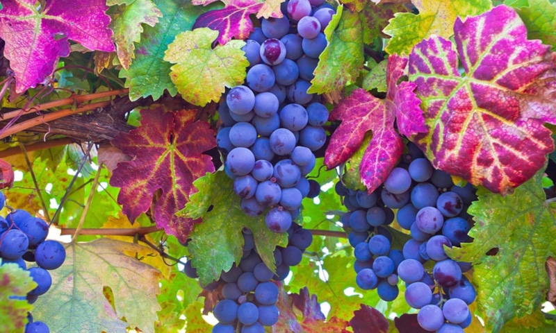 Виноград осенью: подготовка к зиме