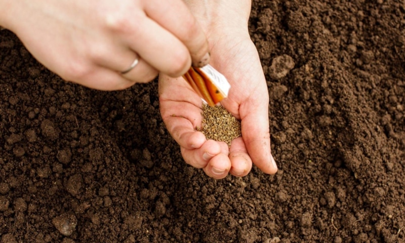 Осенняя морковь: посев под зиму Осенняя морковь: посев под зиму