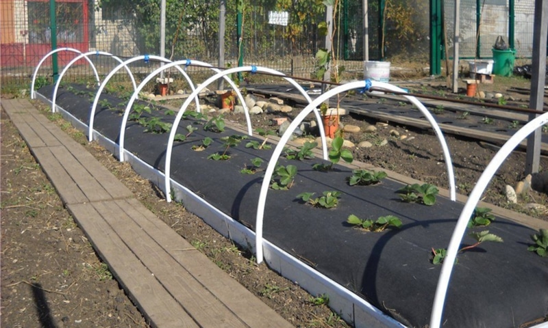 Клубника под укрытием: защита от морозов