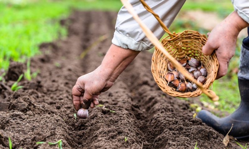 Озимый чеснок: секреты посадки Озимый чеснок: секреты посадки