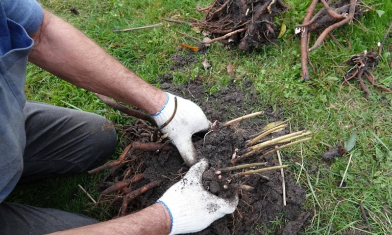 Омоложение пионов: осенняя пересадка