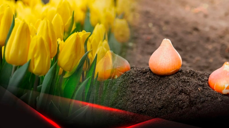 Березовый деготь: защита луковиц