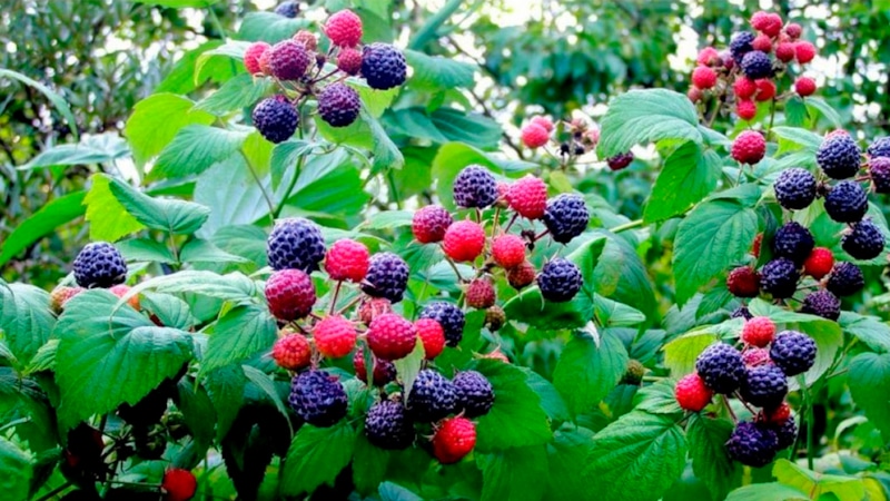 Осенняя посадка: ягоды и кусты