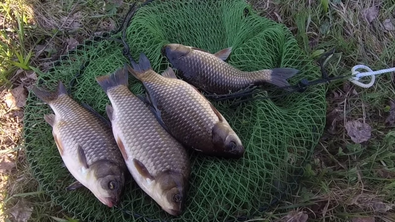 Глубина наживки: ловля карася