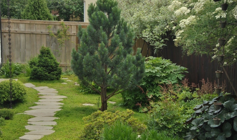 Хвойные осенью: уход и защита