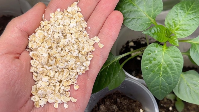 Крупы на грядках: скрытая ошибка