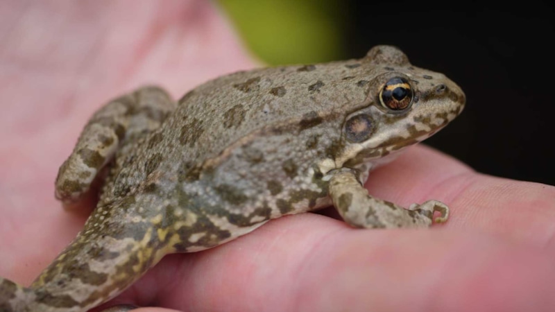 Миф о лягушках: правда о бородавках