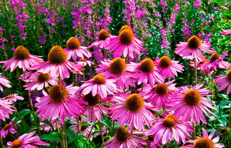 Осенний посев: цветы для весны Осенний посев: цветы для весны