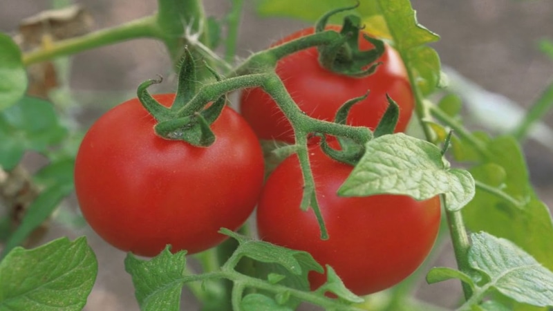 Подзимний посев: томаты без рассады