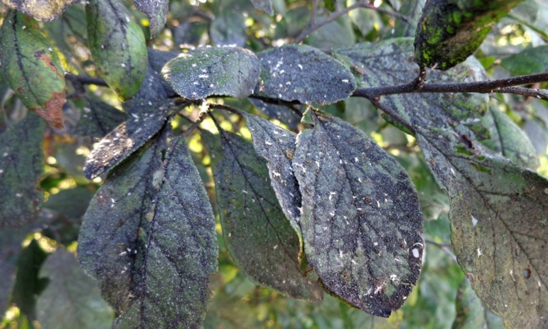 Сажистый грибок: опасность и методы борьбы