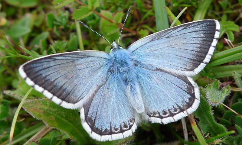 Голубой атлас: бабочка-рекордсмен Голубой атлас: бабочка-рекордсмен
