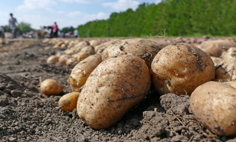 Картофель без проблем: секрет урожая