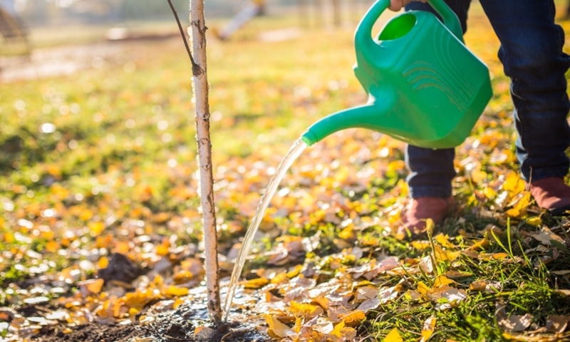 Осенний полив: страховка для сада