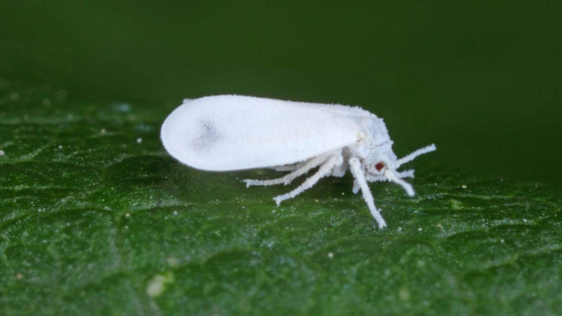 Борьба с белокрылкой: осенняя стратегия