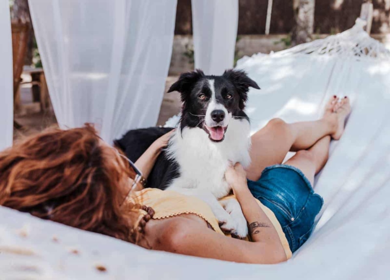 Собаки и одиночество: породы-компаньоны