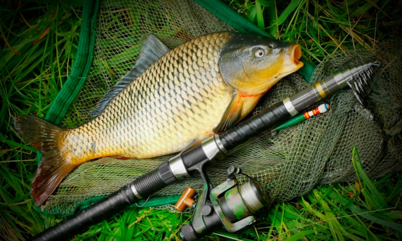 Осенняя прикормка: аромат для карпа Осенняя прикормка: аромат для карпа