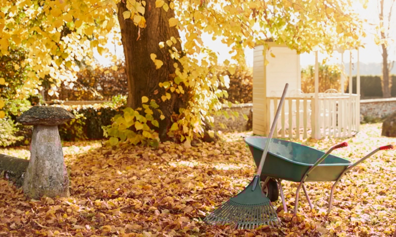 Осенняя обработка сада: защита деревьев