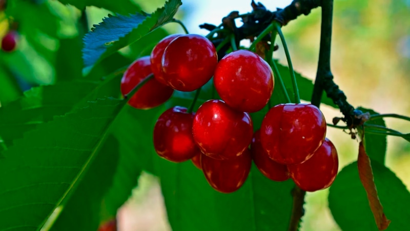 Вишня и черешня: уход осенью