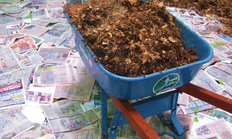 Мульчирование малины: газеты и картон