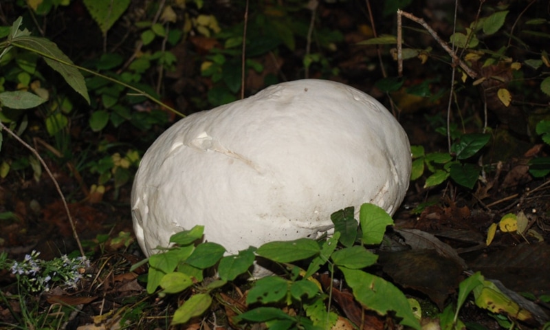 Гигантский дождевик: заготовка и сушка