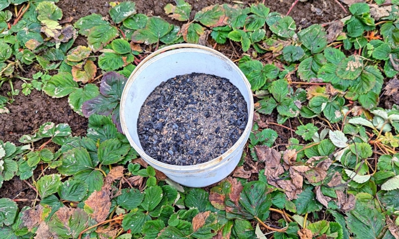 Осенняя подкормка клубники: зола и компост