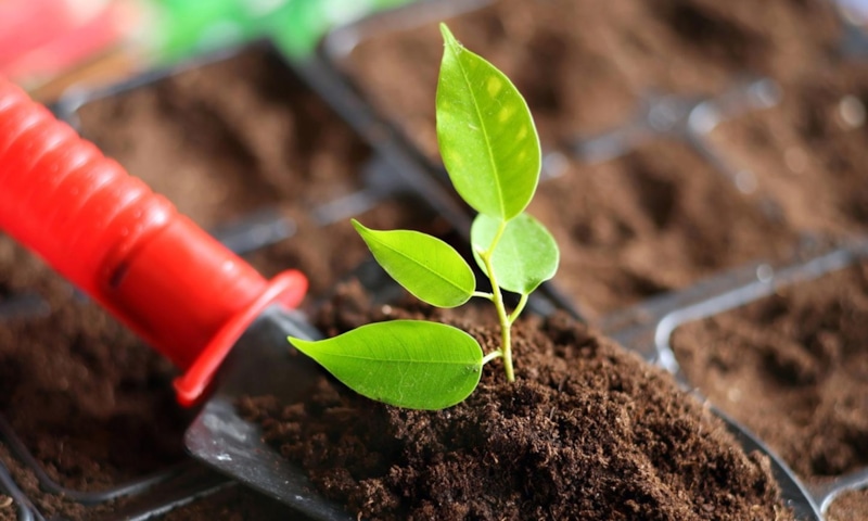 Магазинный грунт: скрытая угроза рассаде