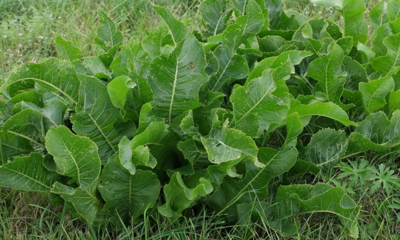 Хрен в саду: натуральная защита