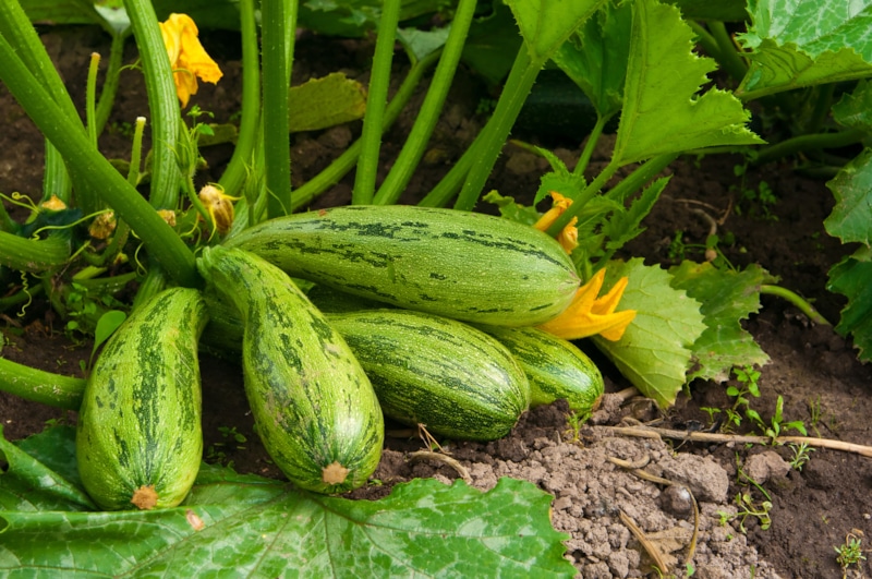 Осенний уход за кабачками: продление урожая Осенний уход за кабачками: продление урожая