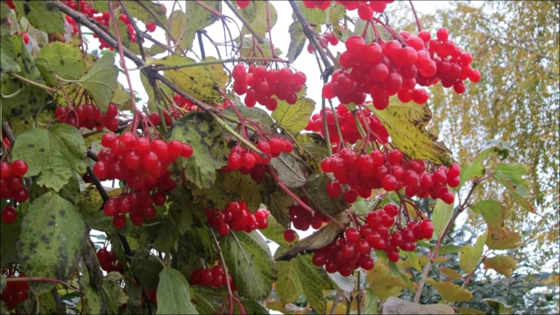 Калина в саду: посадка и уход