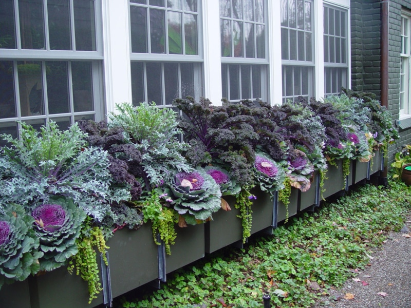 Осенний сад: уход и подготовка Осенний сад: уход и подготовка