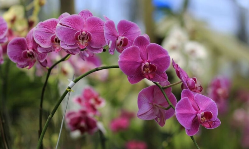 Реанимация орхидеи: янтарная кислота